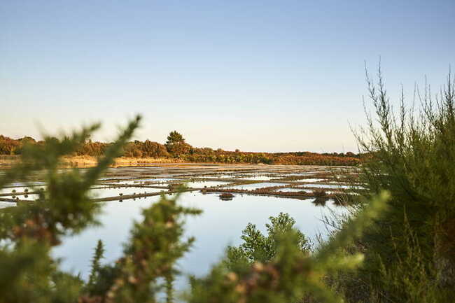 Marais de la Trinité sur Mer