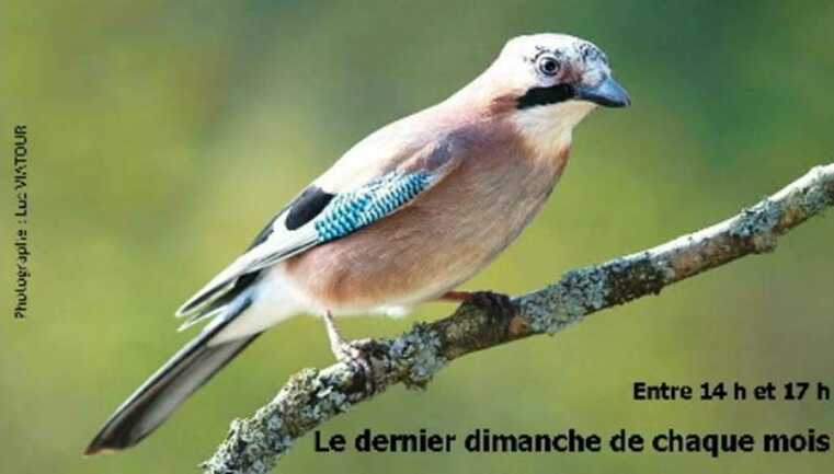 Les Randoiseaux de St-Dégan