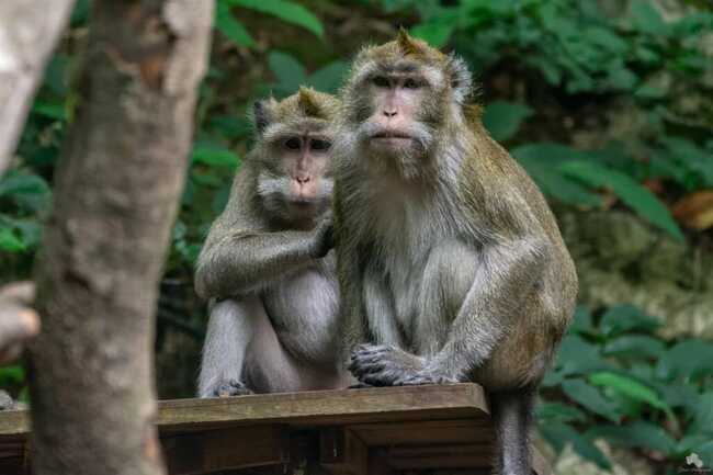 Macaque crabier