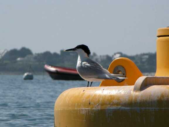 SillagesKayak&StandUpPaddleSaintPierreQuiberon13