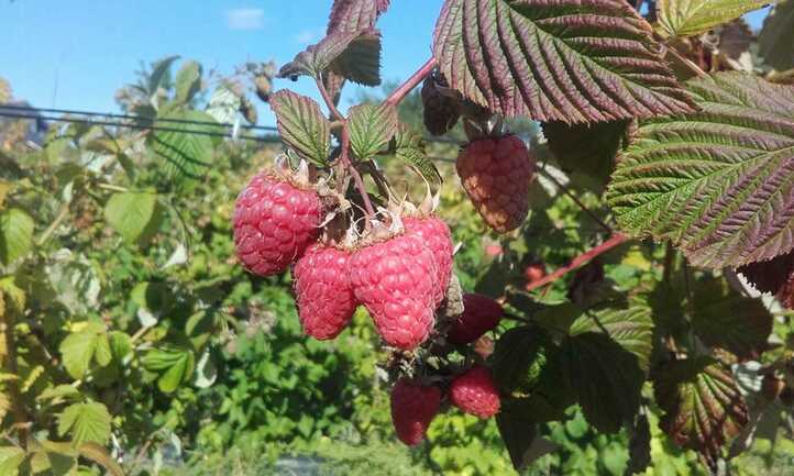 Fruits rouges de Calavret