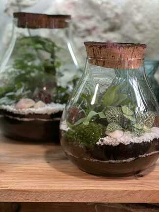 AURAY_OXALIS-BOUTIK_TERRARIUM(1)