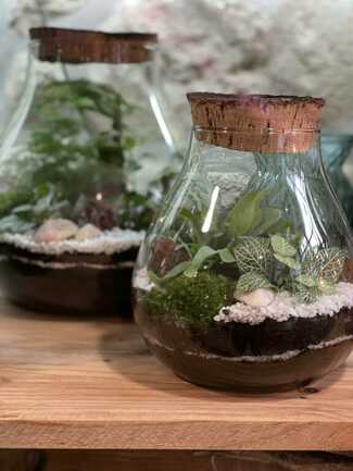 AURAY OXALIS-BOUTIK TERRARIUM