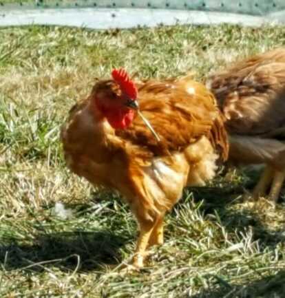 PHOTO POULET