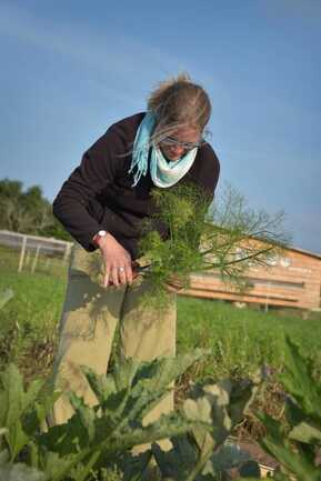 Nat en récolte de fenouil