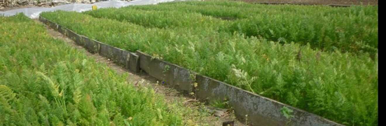 petit-potager-carnac