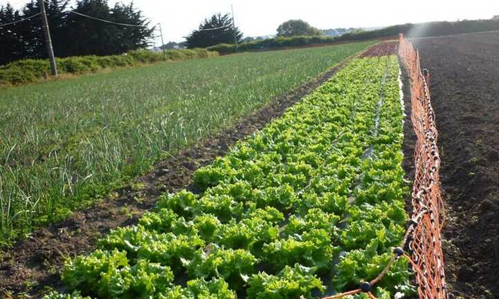 petit-potager-carnac