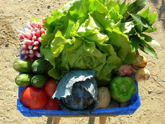petit-potager-carnac
