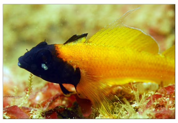 Loisirs-plongée-Carnac-Morbihan-Bretagne-Sud