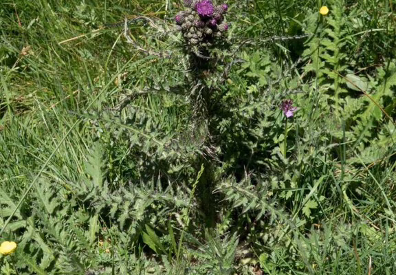 Le Cirse des marais Cirsium palustre