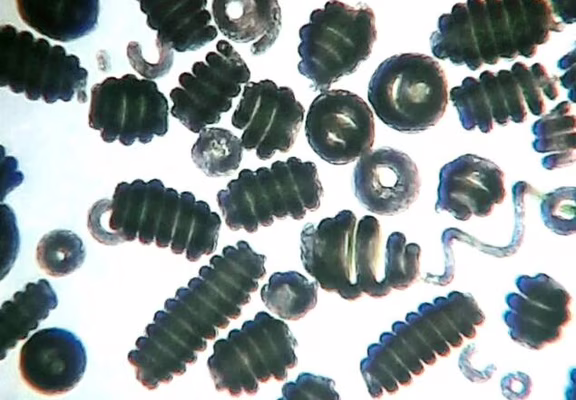 spiruline-microscope
